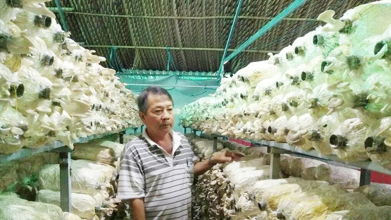 Một trang trại nấm. Ảnh: MAI HOA