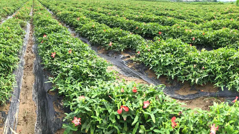 Thanh Hóa: Hơn 10 tỷ đồng phát triển sâm Báo