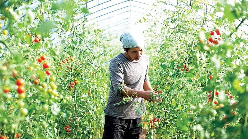 Nhật Bản muốn thu hút thêm lao động trẻ trong ngành nông nghiệp