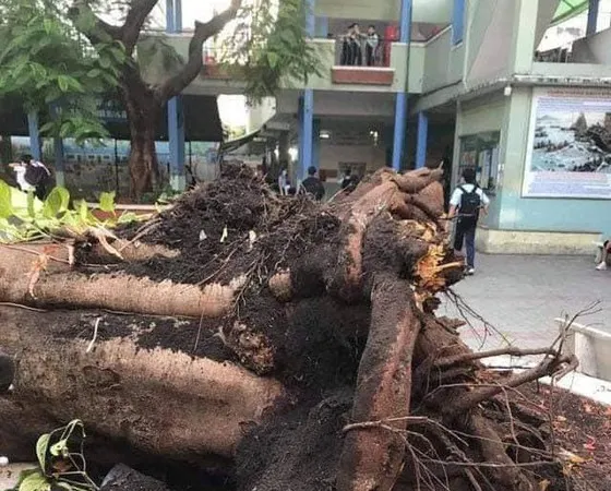Công ty Công viên cây xanh TPHCM nói gì về sự cố cây phượng ngã đổ trong sân trường?