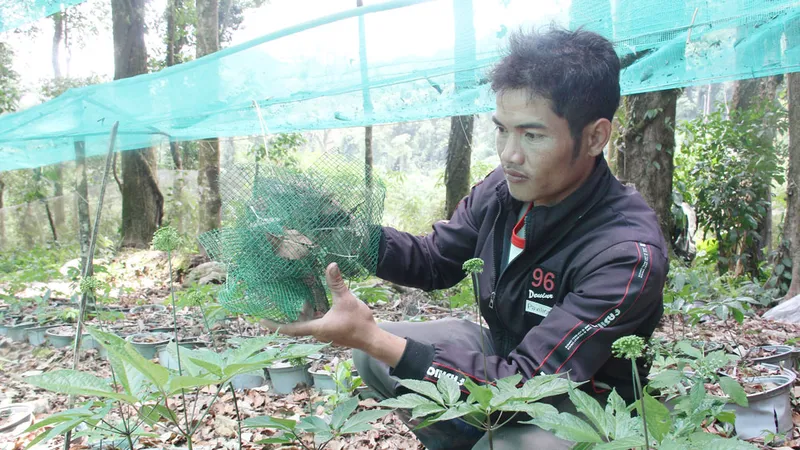 Kỳ vọng cây dược liệu ở Tây Nguyên
