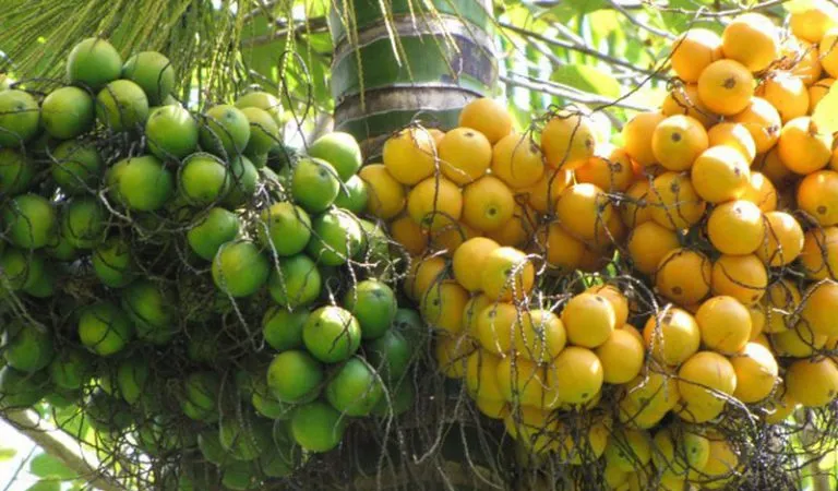 Đắk Lắk: Giá cau cao, người dân đổ xô trồng
