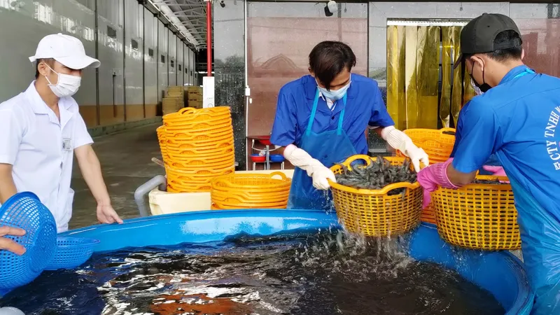 Xuất khẩu tôm chạy đua về đích 
