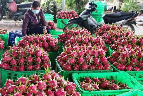 Tăng cường chế biến, giảm áp lực xuất khẩu rau củ quả tươi