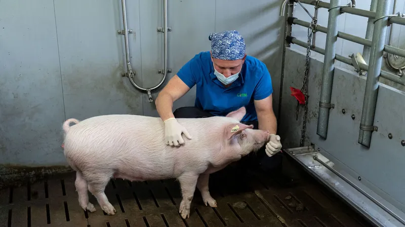 Nhân bản heo biến đổi gene để phục vụ ghép tạng