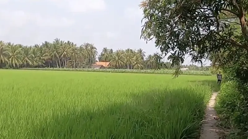 Chợ Gạo lo… hết gạo