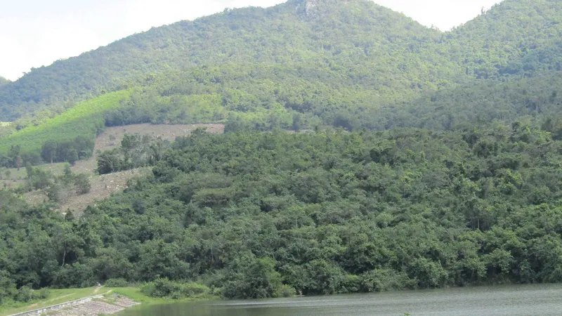 Bình Định: Làm rõ thông tin cựu bí thư huyện “gom” 115ha đất rừng