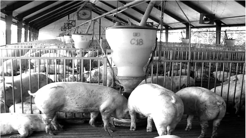 Xây dựng vùng, cơ sở an toàn dịch bệnh động vật tại TPHCM