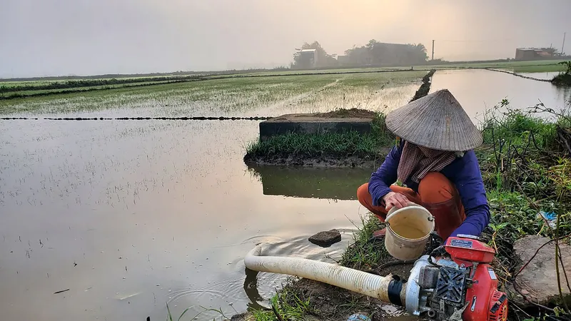 Nông dân vùng lũ cấp tập sản xuất lại vụ mùa