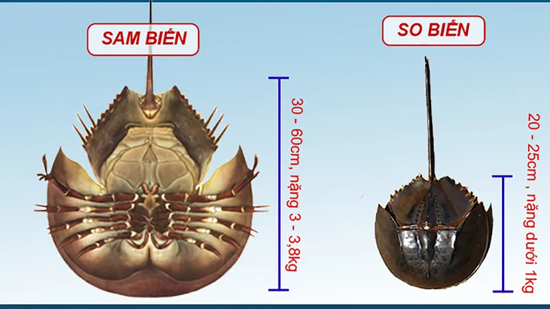 Ăn so biển coi chừng nhiễm độc