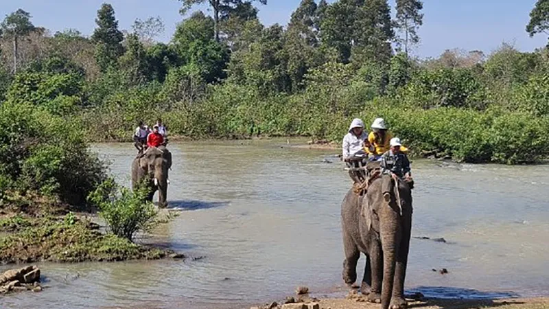 Voi Đắk Lắk vẫn “oằn mình” chở khách
