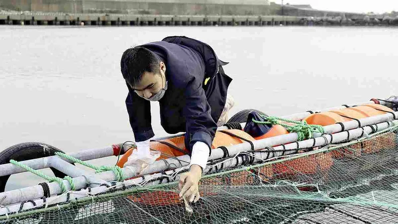 Kiểm tra thiết bị giám sát lồng cá ở tỉnh Ibaraki. Ảnh Japan News