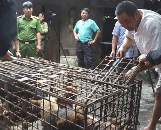 Khởi tố bà chủ đàn chó 9 con cắn chết cậu bé 7 tuổi 