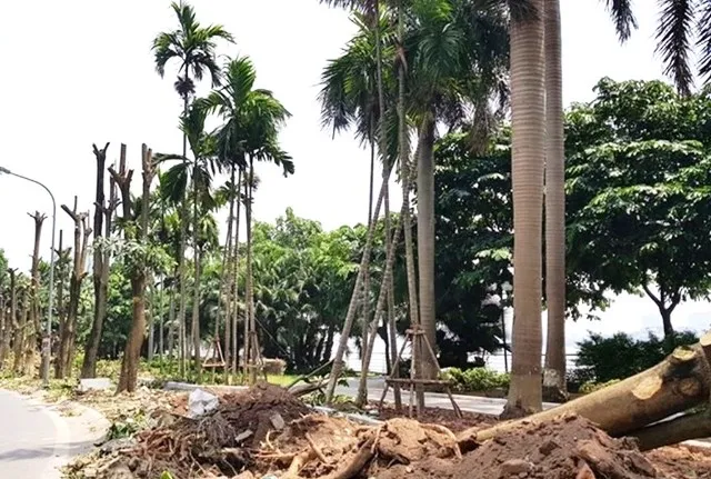 Hà Nội chuyển “hương” hoa sữa từ hồ Tây lên bãi rác Nam Sơn