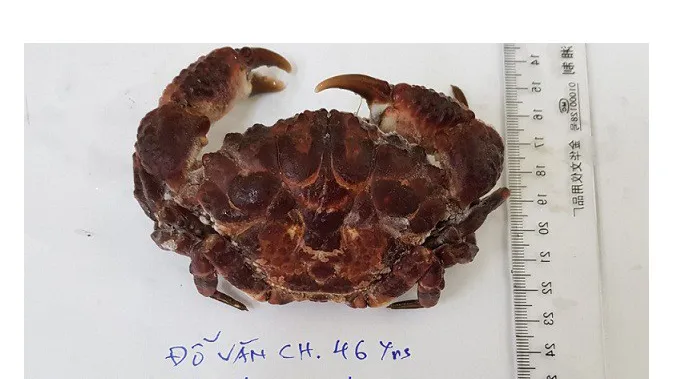Ăn cua mặt quỷ, một ngư dân hôn mê, liệt hoàn toàn