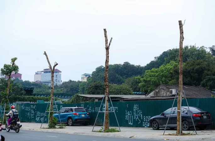 Hà Nội: Hơn 100 cây xanh mới trồng phải nhổ bỏ vì khô héo