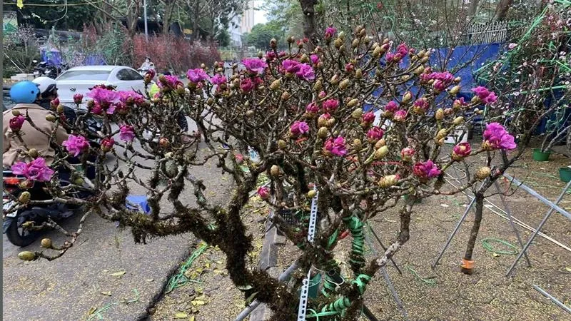 Ngăn chặn ngay việc chặt phá hoa đỗ quyên ở rừng phòng hộ Putaleng