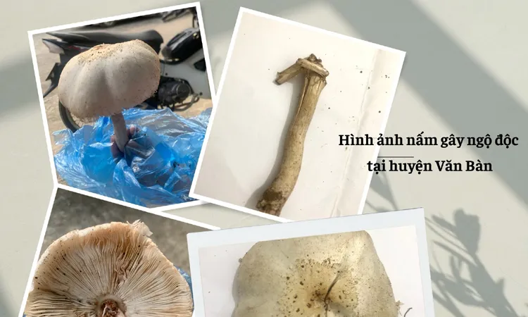 Phát hiện độc chất trong nấm và bọ cánh cứng gây ngộ độc ở Lào Cai