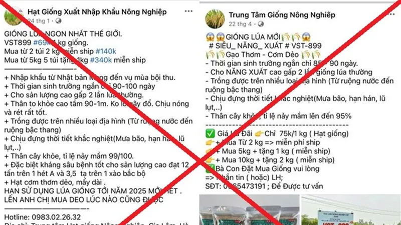 Khởi tố, bắt 7 đối tượng lừa bán giống lúa không có thật VST-899