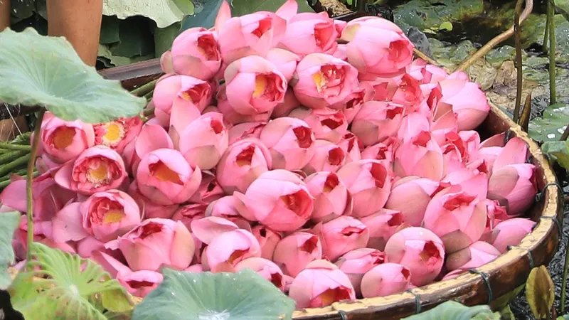 Giống hoa sen quý 100 cánh của Hà Nội được khôi phục và phát triển