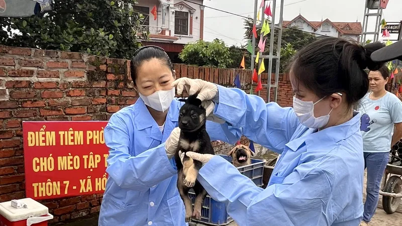Giám sát 3 ổ dịch chó dại ở Sóc Sơn, Hà Nội với 10 người bị phơi nhiễm