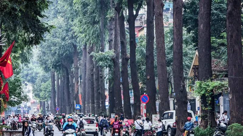 Hàng cây sao đen cổ thụ trên phố Lò Đúc