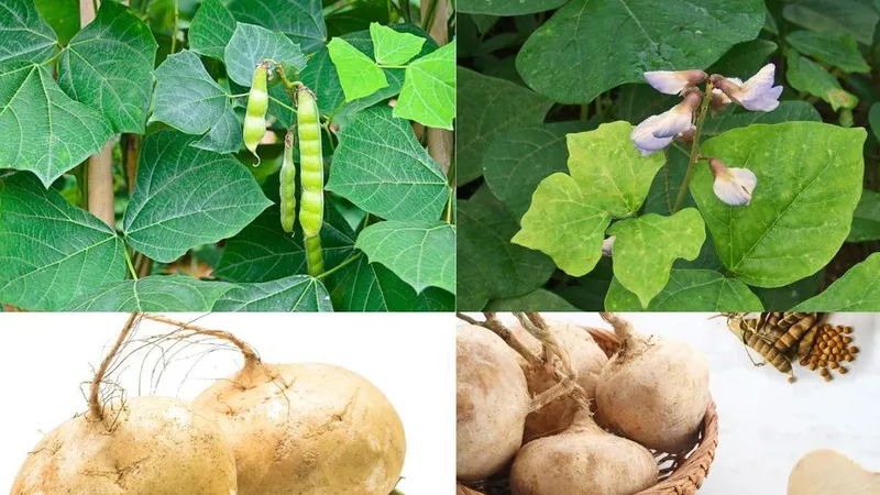 Ăn hạt cây củ đậu, 6 người nhập viện trong tình trạng rối loạn ý thức