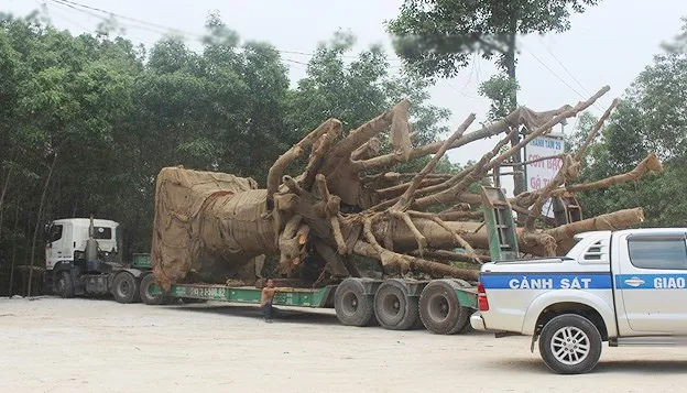 Vì sao 3 cây cổ thụ “khủng” vẫn chưa thể rời Thừa Thiên - Huế?
