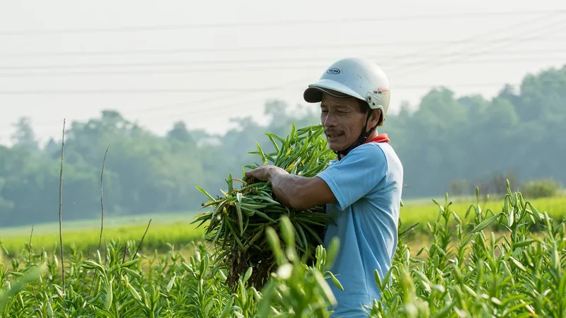 Người làm vườn phấn khởi thu hoạch mùa hoa loa kèn được mùa, giá cao