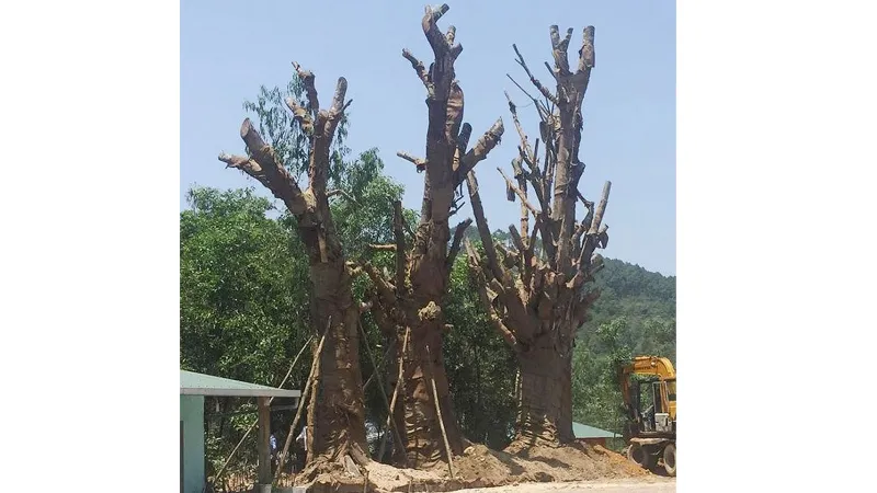 3 cây cổ thụ được trồng tạm ven đường tránh QL1A qua TP Huế.