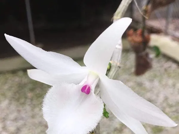 Hoa lan phi điệp đột biến