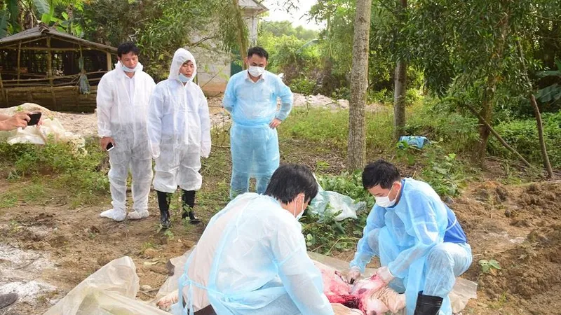 Xuất hiện ổ dịch tả heo Châu Phi tại Khu nghỉ dưỡng suối khoáng nóng Alba Thanh Tân