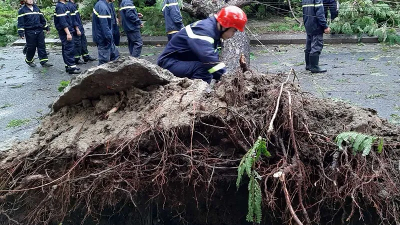 Rất nhiều cây xanh tại Huế bị gió bão số 5 đánh bật trốc gốc ​