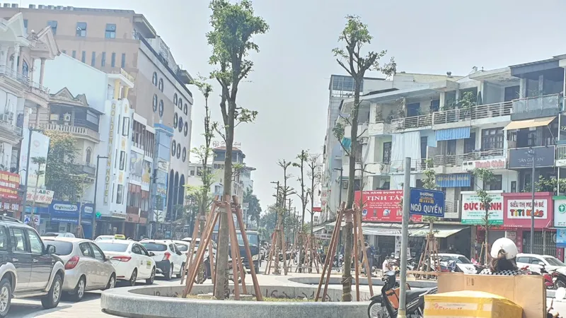 Xôn xao giá cây bàng Đài Loan trồng dọc phố đêm sắp khai trương ở Huế