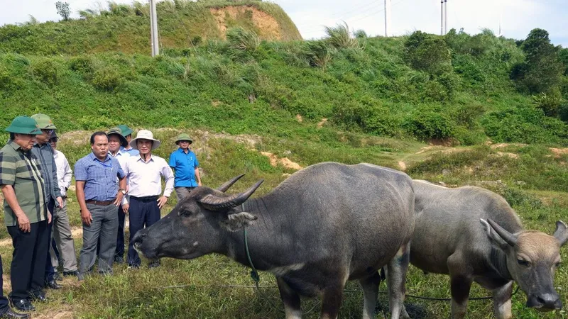 Lãnh đạo tỉnh Quảng Trị kiểm tra tình hình dịch bệnh LMLM trên đàn trâu tại huyện Hướng Hoá