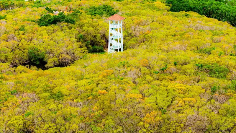 Rú Chá đẹp ma mị mùa thay lá, trổ bông