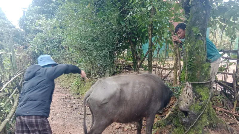 Trâu bò chết la liệt giữa rừng, khẩn cấp ngăn bệnh tụ huyết trùng lây lan