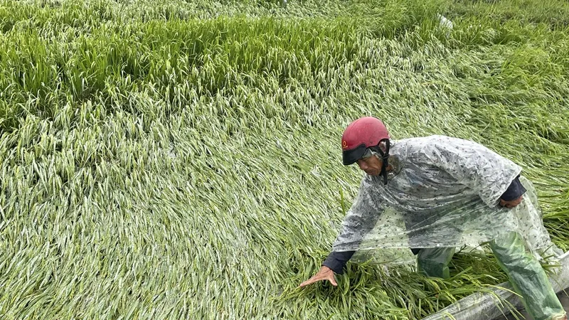 Mưa lớn, gió mạnh do ảnh hưởng không khí lạnh "trái vụ" đã làm ngã, đổ ít nhất 1.321ha lúa Đông xuân ở TP Huế