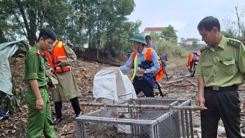 Cơ quan chức năng thả cá thể trăn đất về môi trường tự nhiên