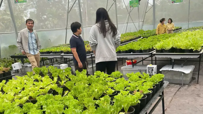 Mô hình trồng rau sạch nhà kính giúp nông dân TP Huế vươn lên thoát nghèo