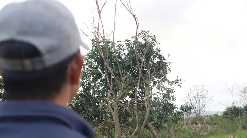 Thanh trà- nông sản tiến vua ở TP Huế bị chết hàng loạt