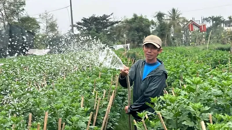 Người làm vườn ở Huế kỳ vọng vụ hoa Tết