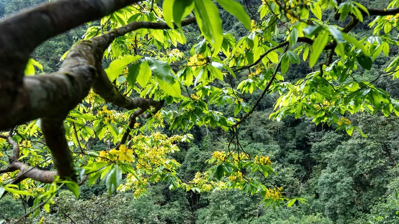 Độc đáo rừng mai vàng cổ thụ ở Quảng Trị