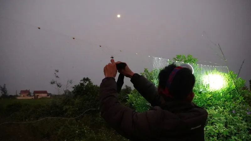 Giăng lưới bắt bù rầy