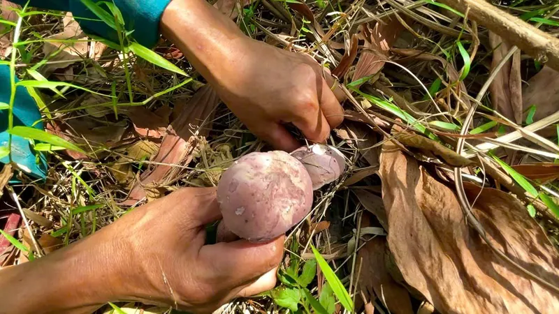 Dưới những gốc cây hay lớp lá mục ẩm ướt, từng tai nấm căng tròn, béo núc ních với màu nâu tím đặc trưng mọc lên san sát