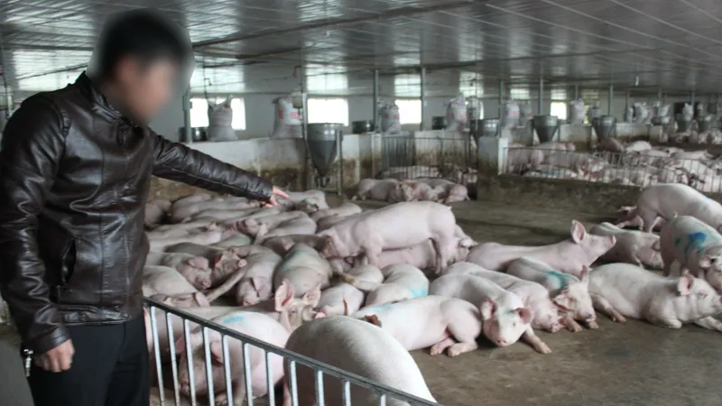 Nhiều người dân chăn nuôi heo quy mô lớn ở tỉnh Hà Tĩnh đang gặp khó khăn