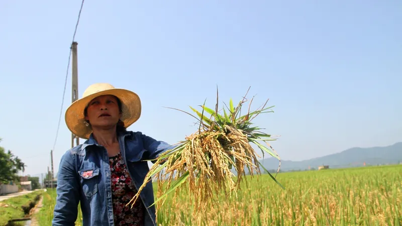 Người dân ở tỉnh Hà Tĩnh bị thiệt hại nặng do lúa bị đạo ôn cổ bông