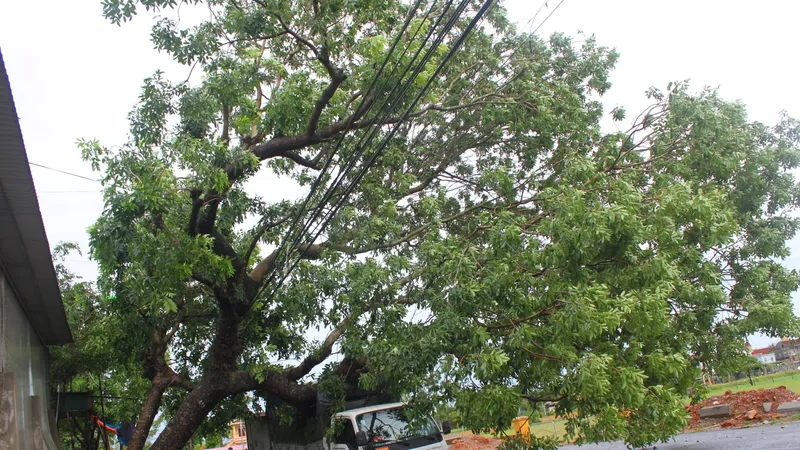 Cây cổ thụ bị bão quật đổ đè lên xe ô tô ở xã Thạch Trung, TP Hà Tĩnh