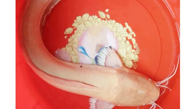 Bắt được con cá trê có màu vàng nhạt