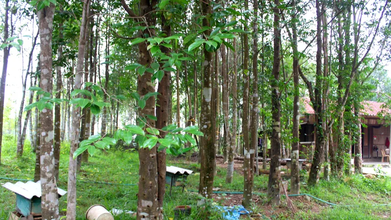 Cây dó bầu mang lại thu nhập cho người dân ở xã Phúc Trạch, huyện Hương Khê, tỉnh Hà Tĩnh